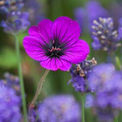 geranium -ann folkard